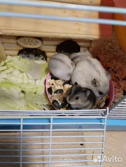 Джунгарский хомяк