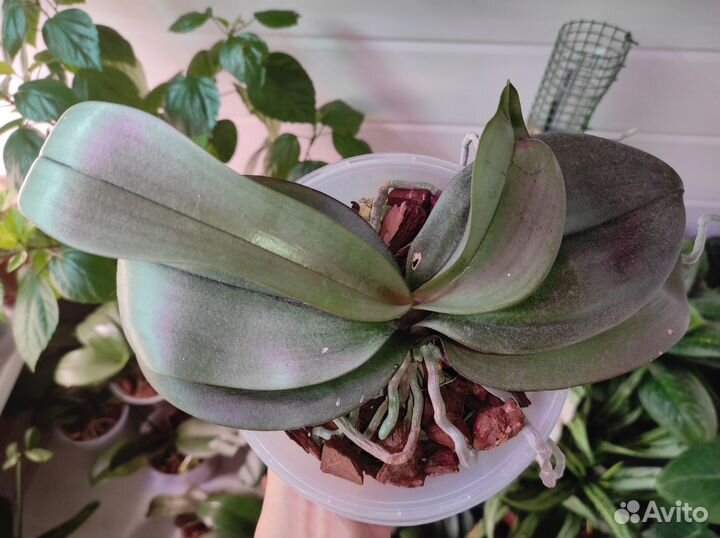 Орхидея spaider мультифлора