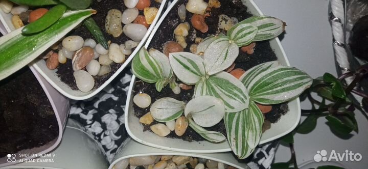 Традесканция, крассула хоббит, денежное дерево