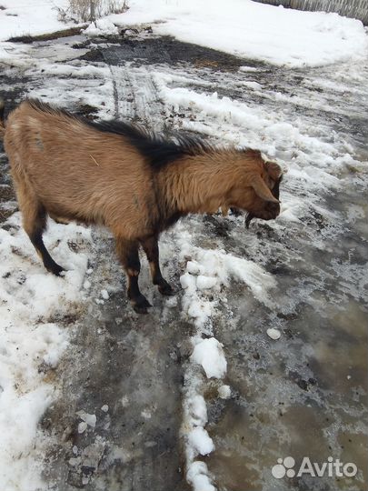 Козёл на случку