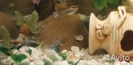 Аквариумные рыбки