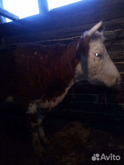 Корова дойная