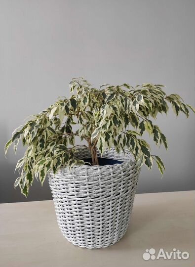 Кашпо плетеное для цветов из ротанга