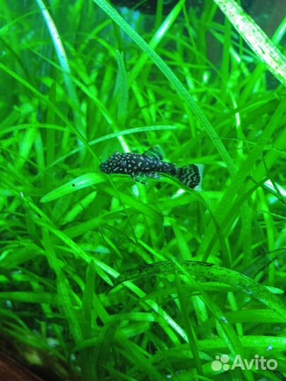 Сомики-анциструсы