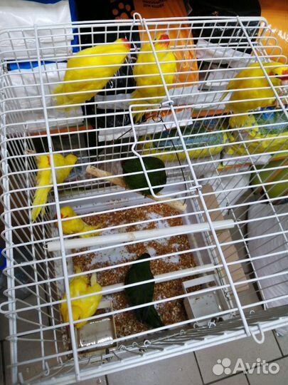 Попугай какарик, неразлучник