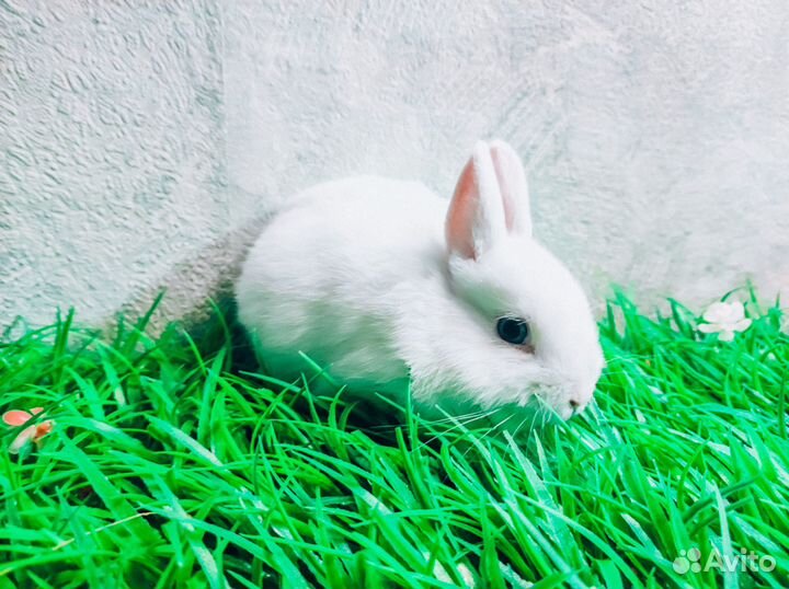 Карликовые крольчата - Большой выбор крольчат