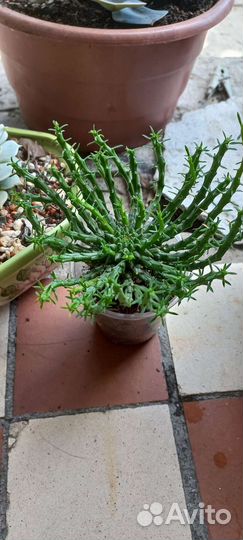 Эуфорбия (молочай)