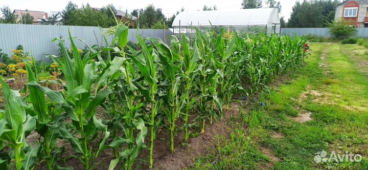 Кукуруза сладкая домашняя