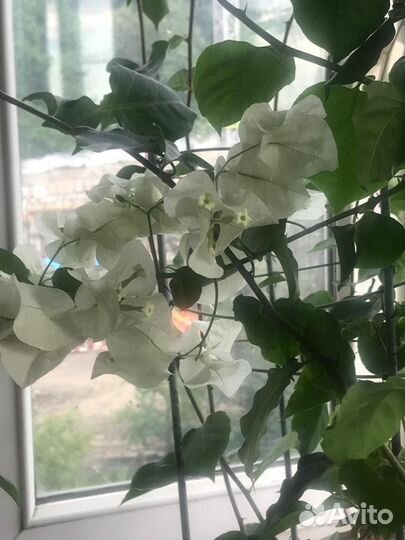 Бугенвиллея 4х летняя