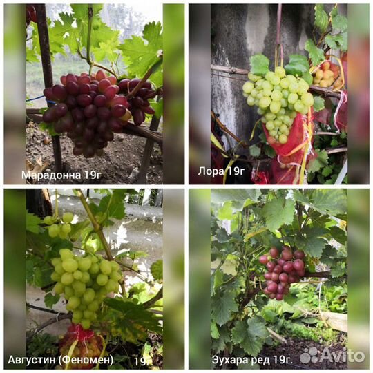 Пророщенные черенки винограда