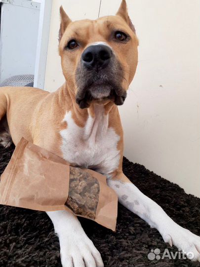 Лакомства для собак