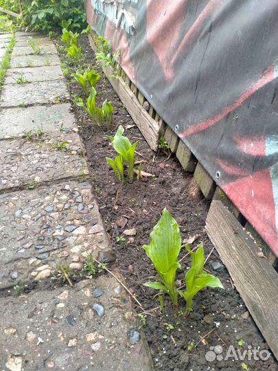 Земляника иХоста