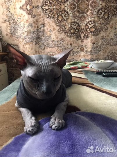 Канадский сфинкс