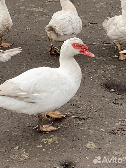 Индоселезни