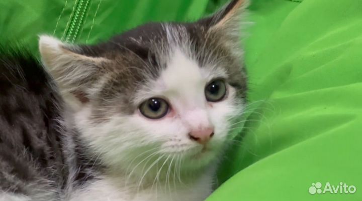 Котёнок кошечка в добрые руки
