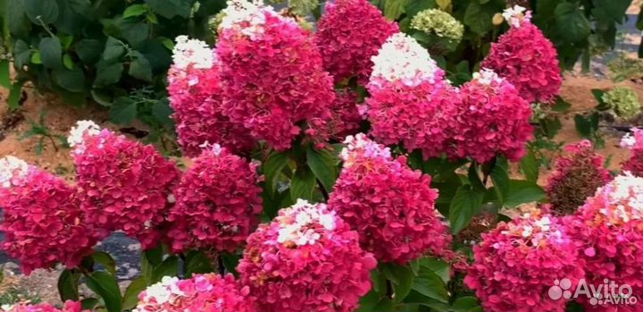 Гортензия метельчатая Строберри Блоссом