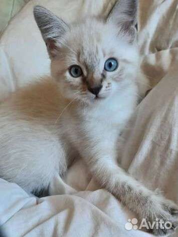 Невский маскарадный котик 2.5 мес