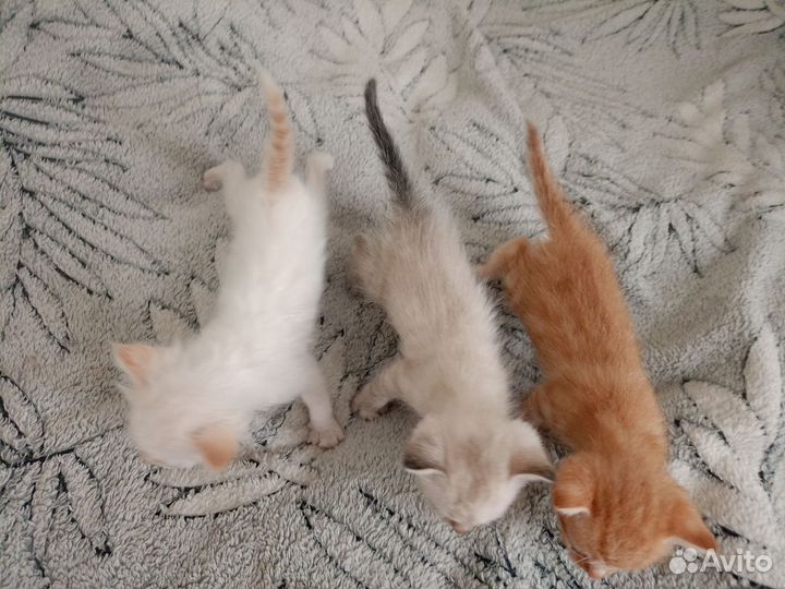 Отдам котят в добрые руки