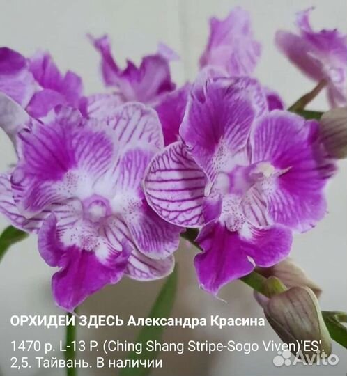 Сортовые орхидеи