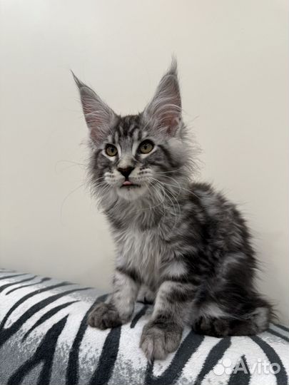 Мейн-кун мальчик серый мрамор