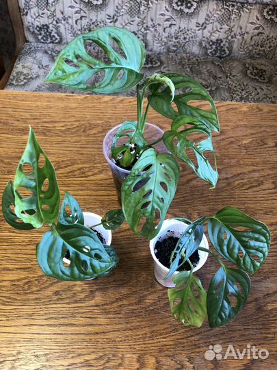 Филодендроны, сциндапсусы, монстера, золотой ус