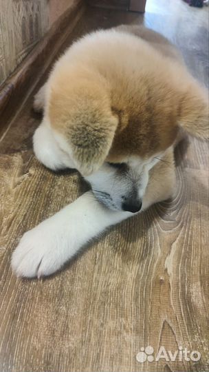 Щенки акита ину