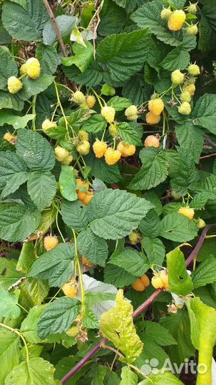 Саженцы Жёлтый Гигант