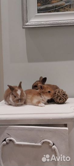 Декоративные карликовые кролики