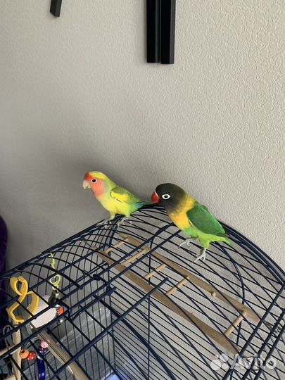 Попугай с клеткой