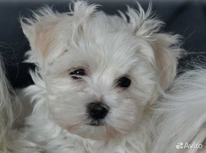 Бишон Фризе