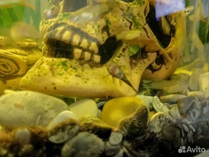 Аквариумные рыбки