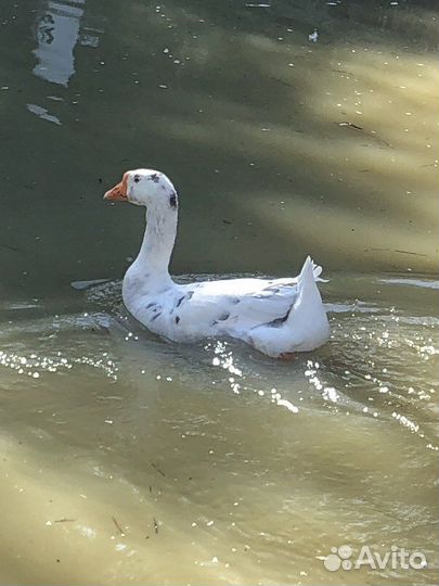 Продам гусика