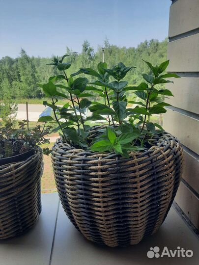 Кашпо для растений