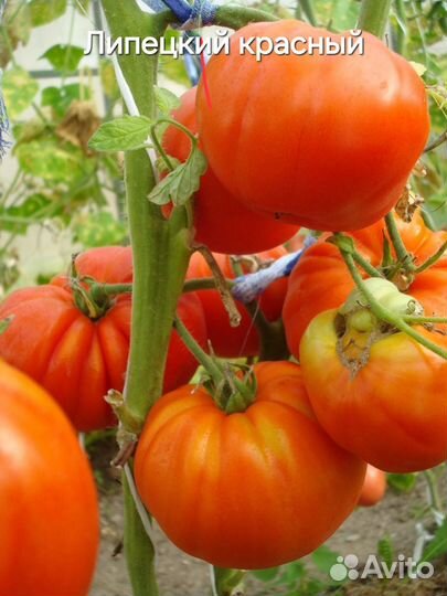 Помидоры высокие рассада