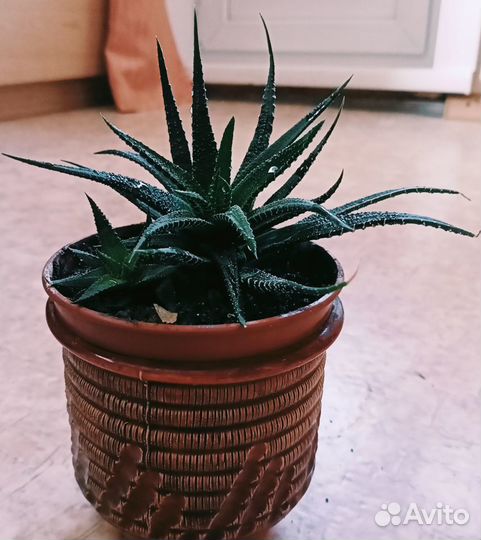 Комнатные растения