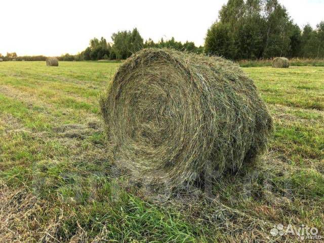 Сено люцерны в рулонах