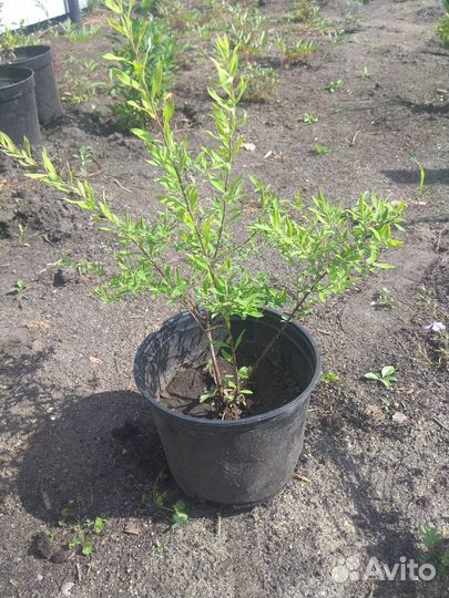 Продам саженцы