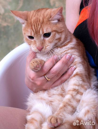 Кошка Мия малышка