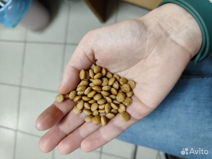 Сухой корм для собак