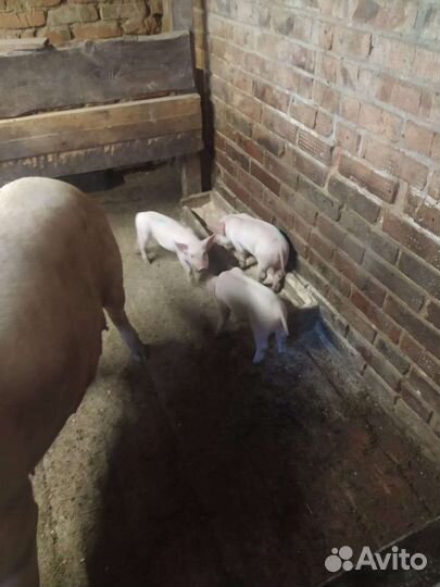 Поросенок ландрас