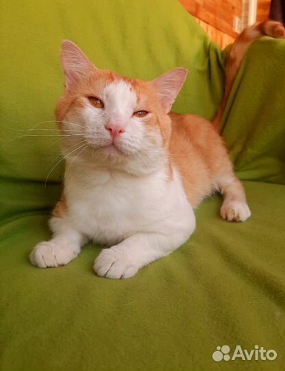 Рыжий кот Эмильен в добрые руки