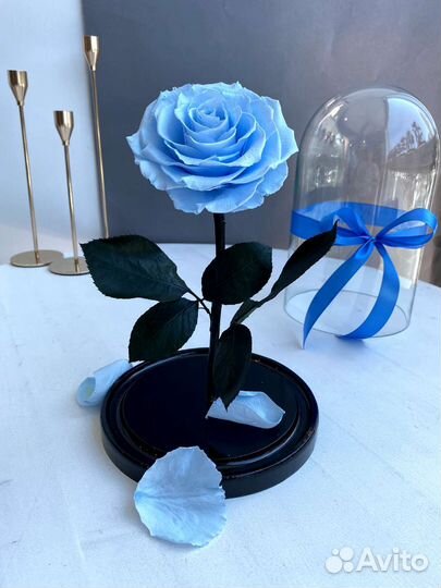 Вечная роза в колбе