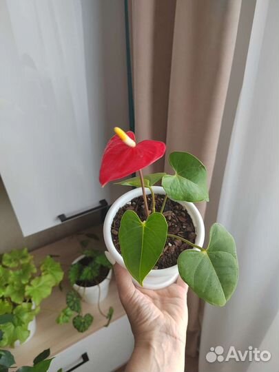 Комнатные цветы антуриум