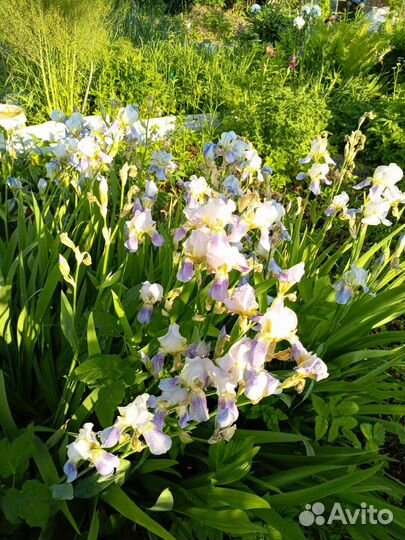 Ирисы