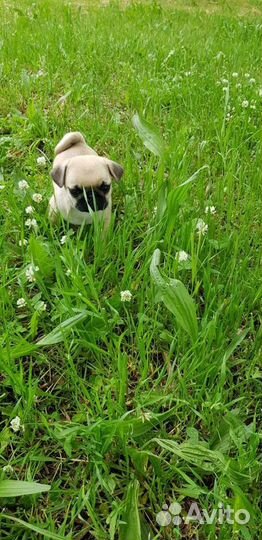 Продам щенков мопса