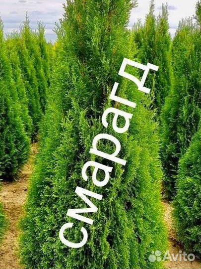 Хвойные растения