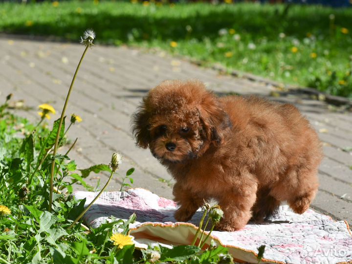 Щенок мальтипу ф1 в Москве