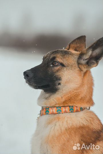 Чудесный мальчик ищет дом