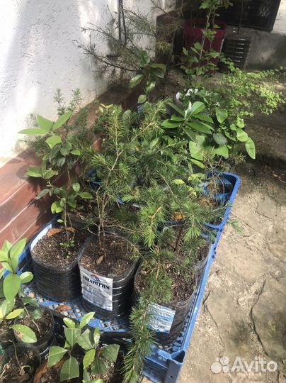 Саженцы гибискуса и других растений