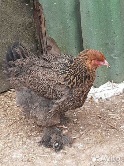 Куры и петухи брама